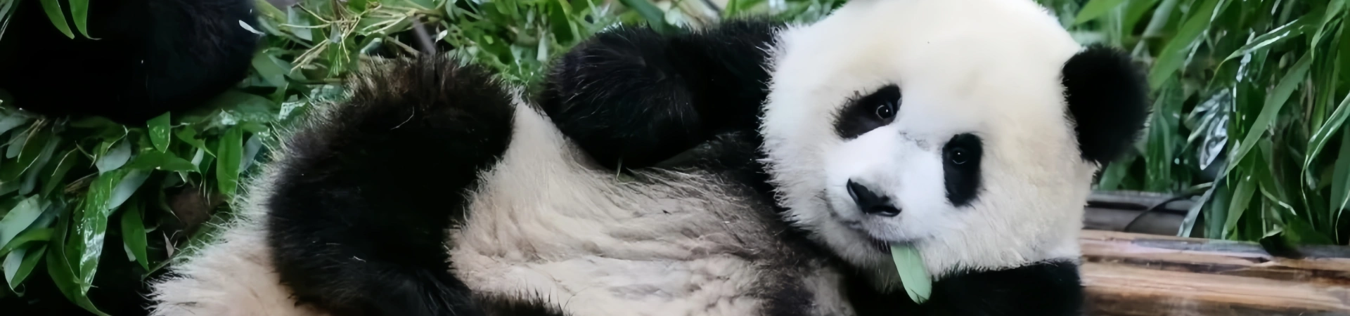 Chengdu After Dark: A Guide to Night Markets, Nightlife, and Food Streets That Capture the City’s Vibrant Soul