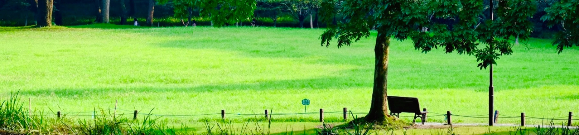 Top 5 Must-Try Hangzhou Delicacies: A Gastronomic Journey Through the City's Culinary Soul