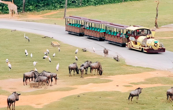 Longlong Wildlife World: An Immersive Journey Through Five Continents of Natural Wonders