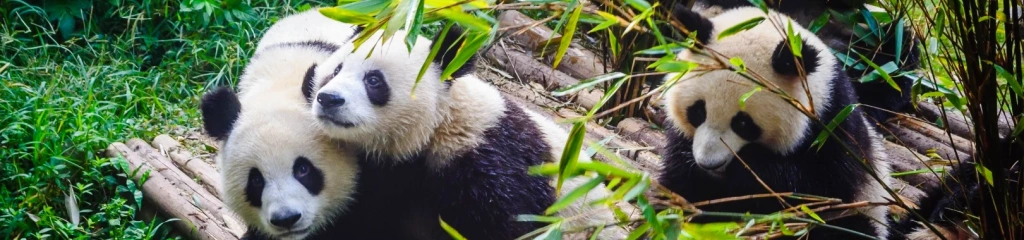 주 메뉴 다운로드 기본 정보