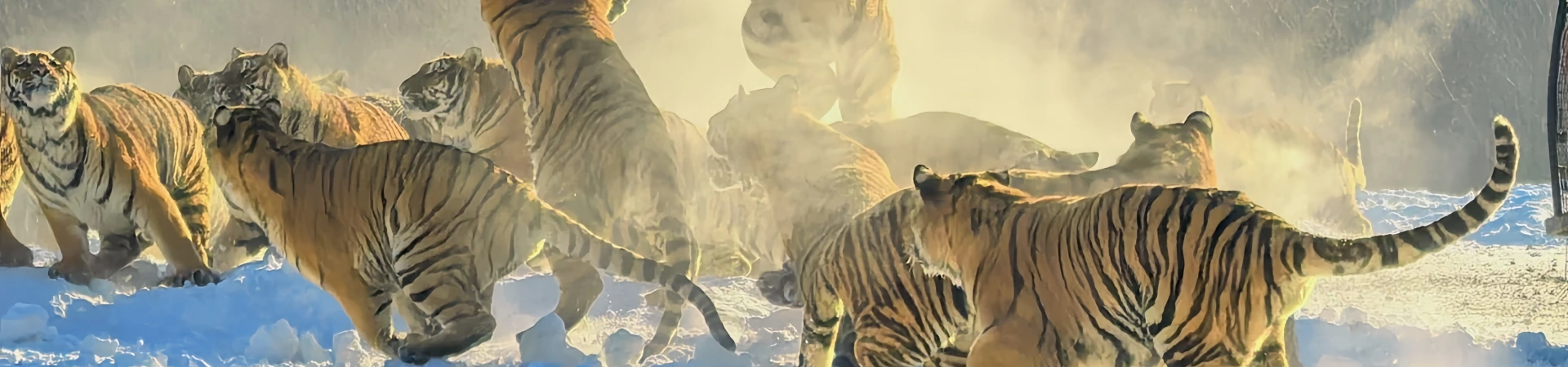 Northeast Tiger Park