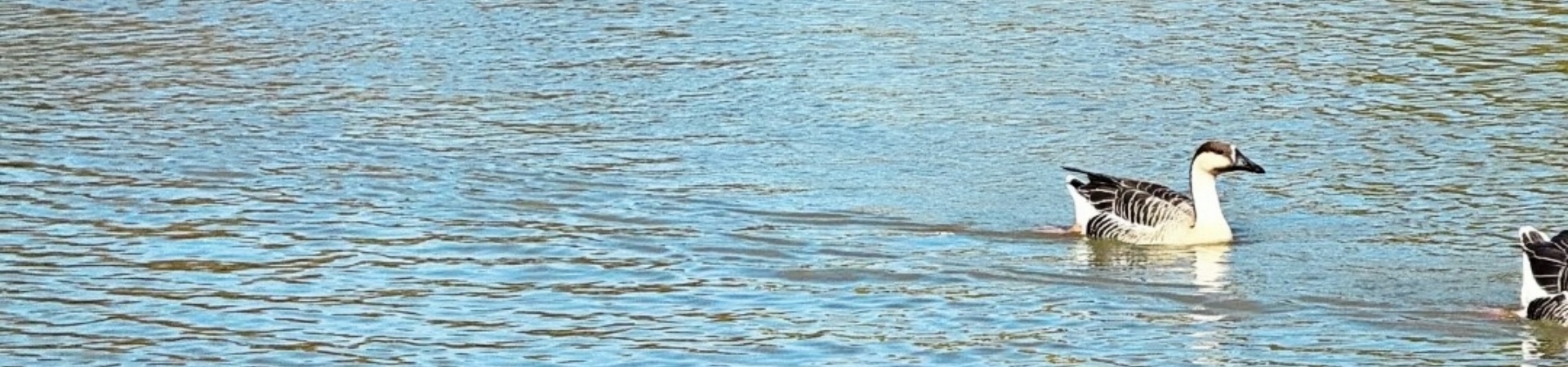 Xi'an Chanba National Wetland Park