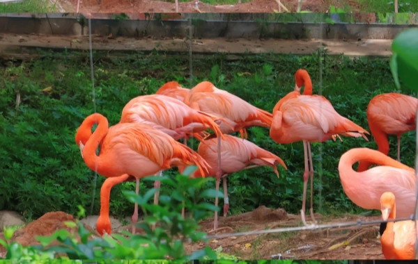 Changsha Ecologico Zoo:Un viaggio in un