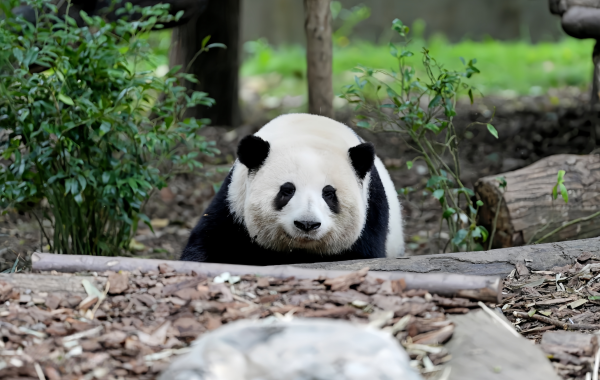 行程图片
