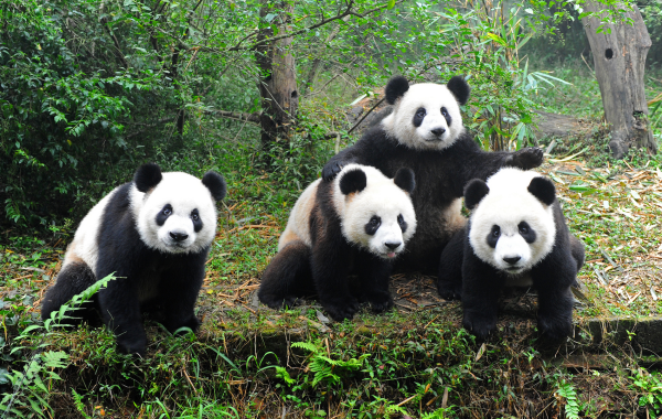 Private one-day trip to Chengdu: Giant Panda Base and Luodai Ancient Town
