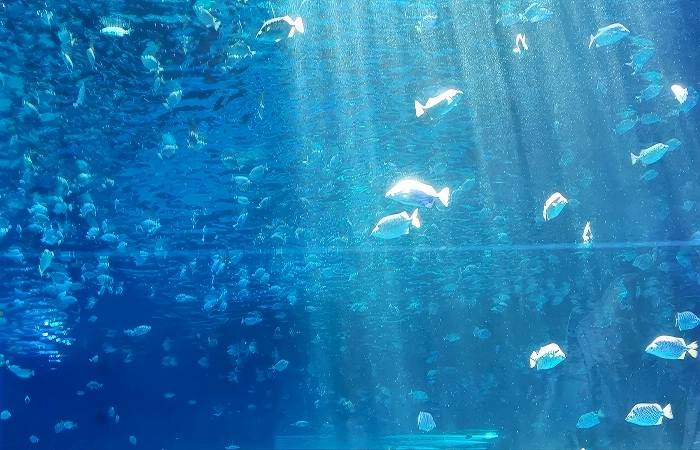 shanghai ocean park